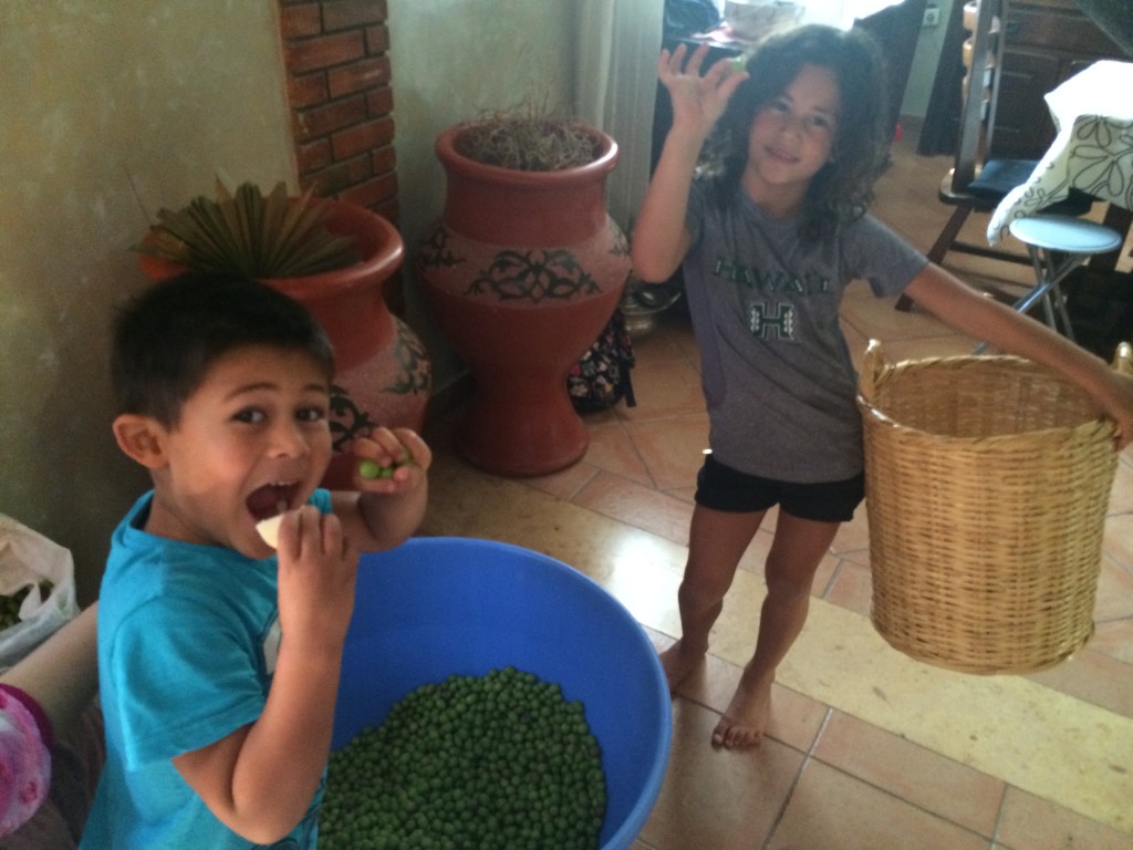 curing olives