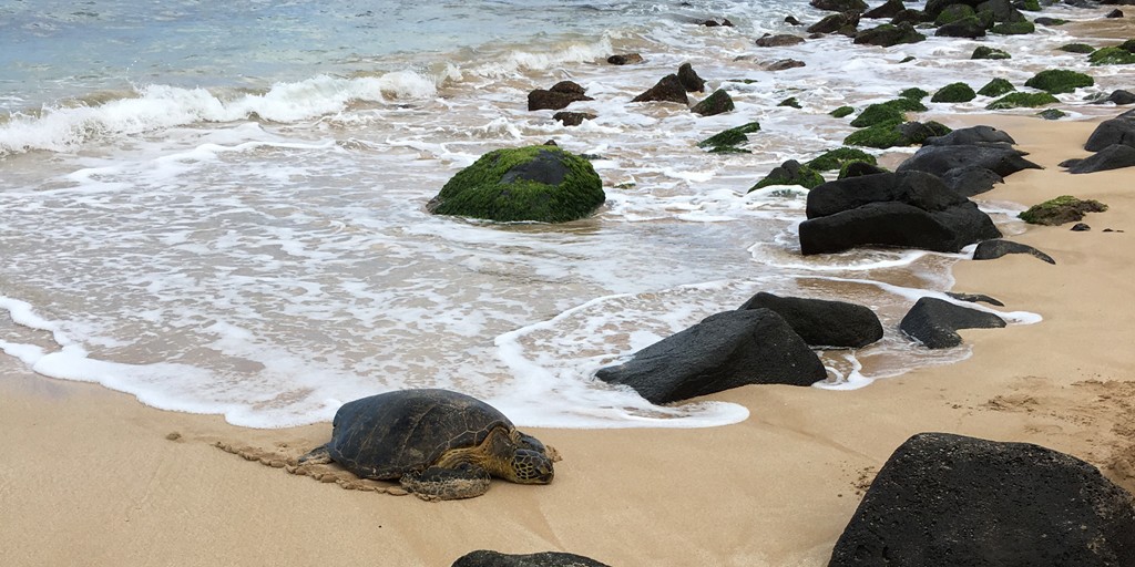 Hawaii's green sea turtle