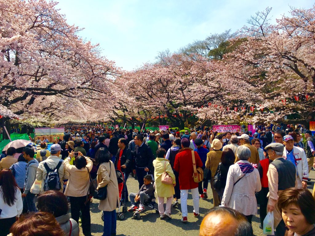 visiting japan's cherry blossoms with kids