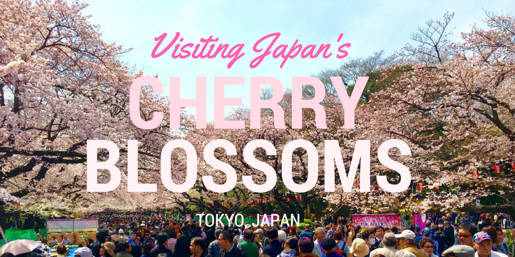 visiting Japan's cherry blossoms with kids