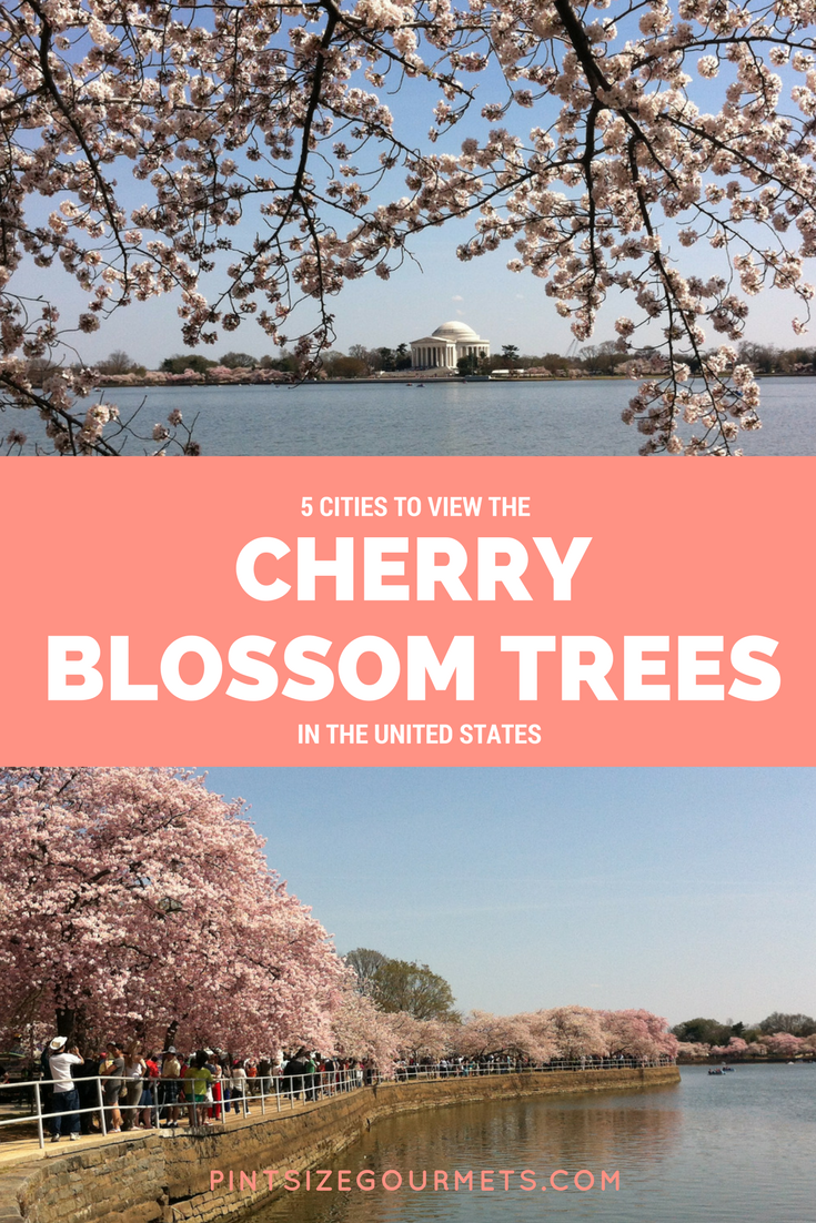 Kid-Friendly Cities to View Cherry Blossoms in the United States