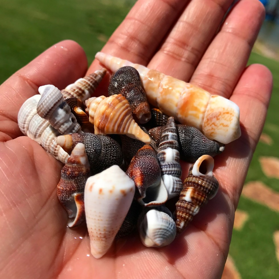 collecting seashells - things to do in puerto penasco